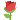 :róża: