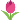 :tulipan: