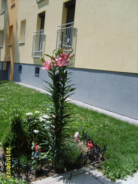 Pochlarn 2011 30 maj 009.jpg