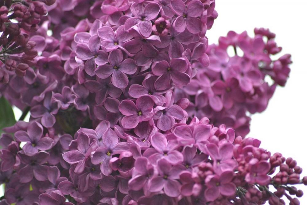 lilacs-1287880_960_720.jpg