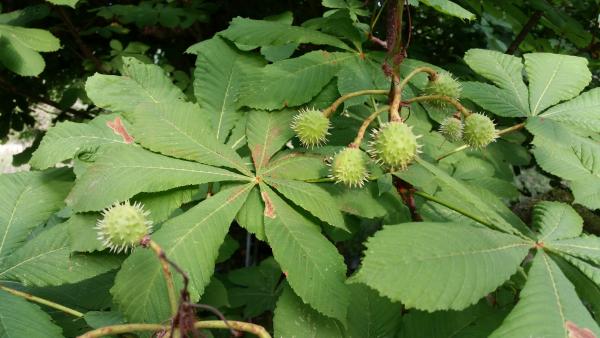 To zły znak...jesień idzie.jpg