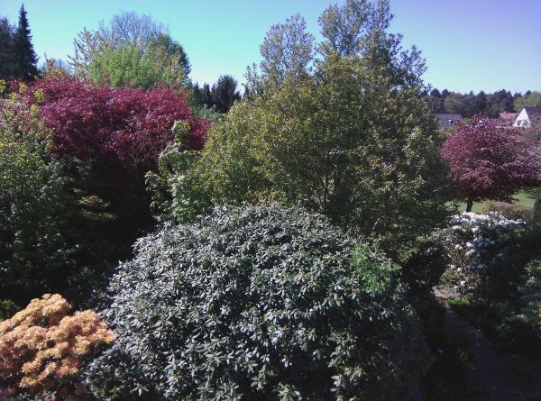 Ogród podopiecznej, widok z mojego okna na początku maja.