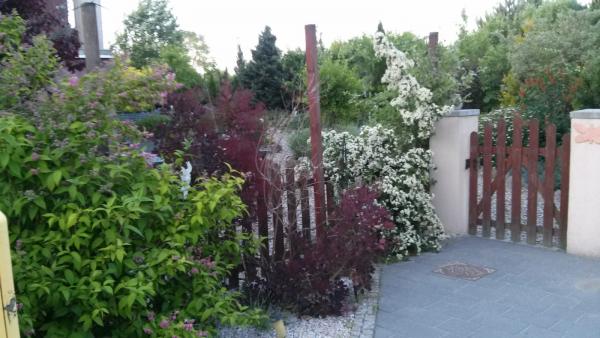 Wiosna-kwitnąca irga robi wrażenie.jpg