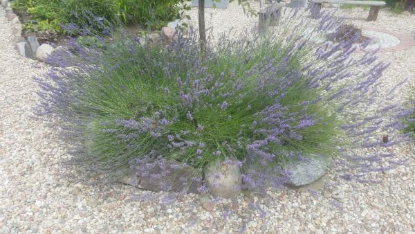 Lawenda w pełnym rozkwicie.jpg