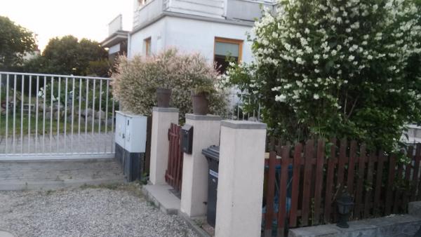 Wiosna-jaśminowiec w pełni rozkwitu.jpg