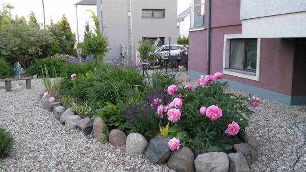 Wiosna...piwonie w rozkwicie.jpg