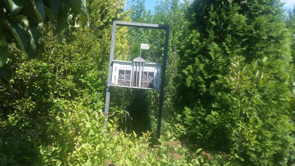 Insekty też mogą mieszkać w luksusowym hotelu.jpg