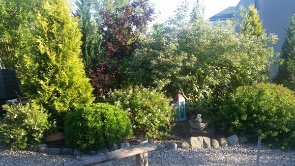 Kwaśnolubna rabata krzewowa.jpg