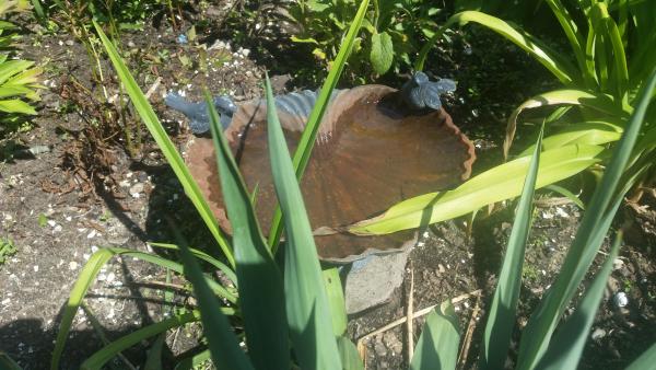 Ptasie poidełko na rabacie.jpg