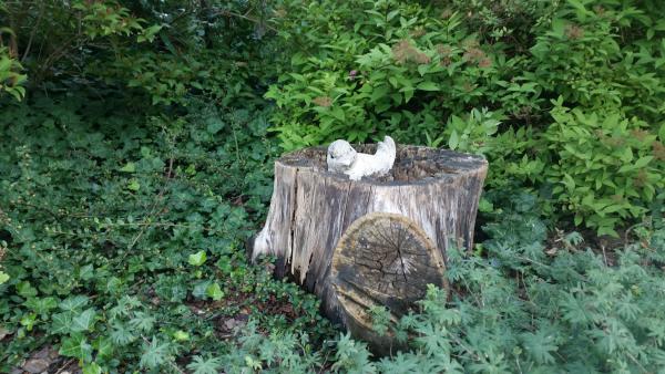 Nietypowe miejsce na gniazdo.jpg