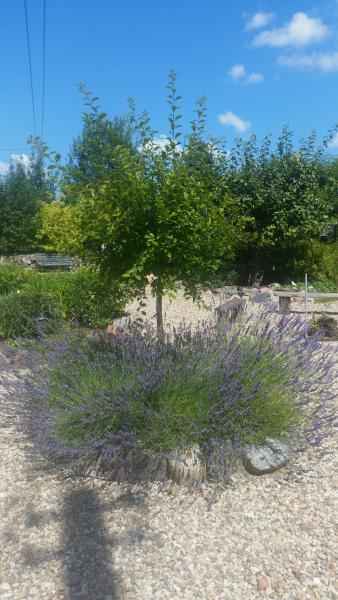 Lawendowy klomb z migdałkiem.jpg