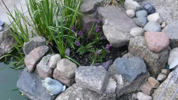 Wiosna...moje storczyki.jpg