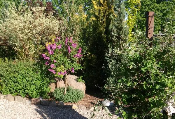 Wiosna...lilak prowadzony przeze mnie...nie szczepiony.jpg