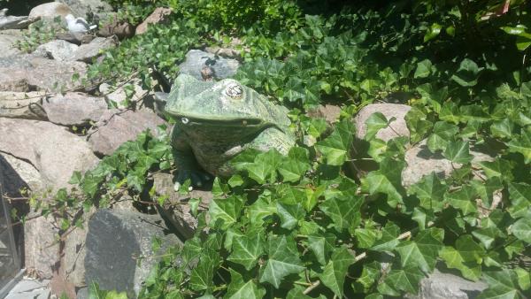 Król ogrodu-Pan Ropuch.jpg