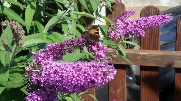 Budleja Dawida z wielbicielem.jpg