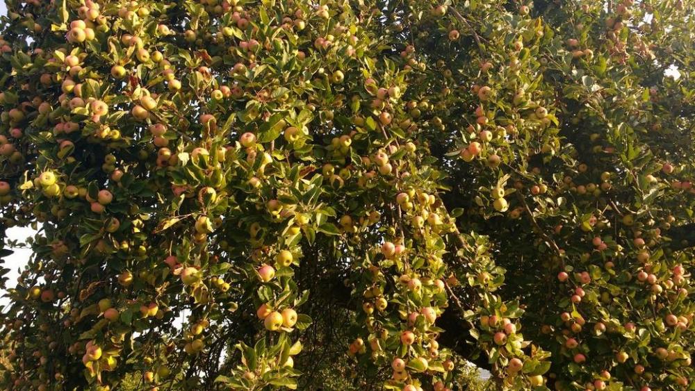 IMG_20180829_082706203 (Kopiowanie) (Kopiowanie).jpg