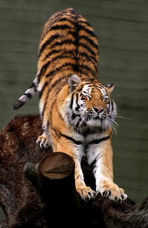 Siberian_Tiger_by_Malene_Th.thumb.jpg.5b63bef208071b5277e0a875283bbe4b.jpg