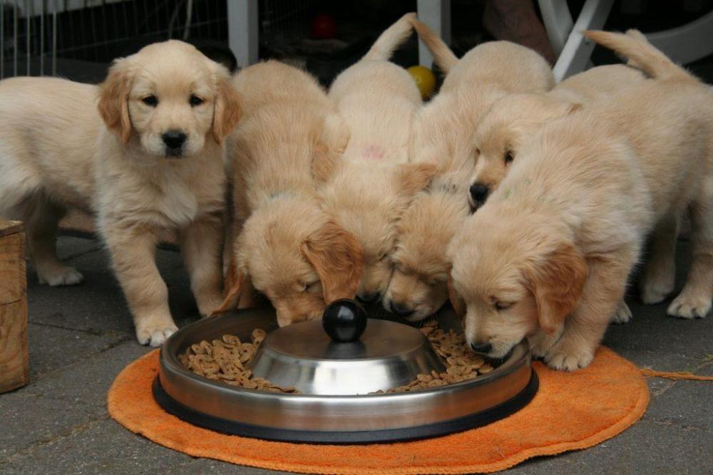 golden-retriever-puppy-2706672_1920-1024x683.thumb.jpg.6cfa169c121568ad24c6967669b6d344.jpg