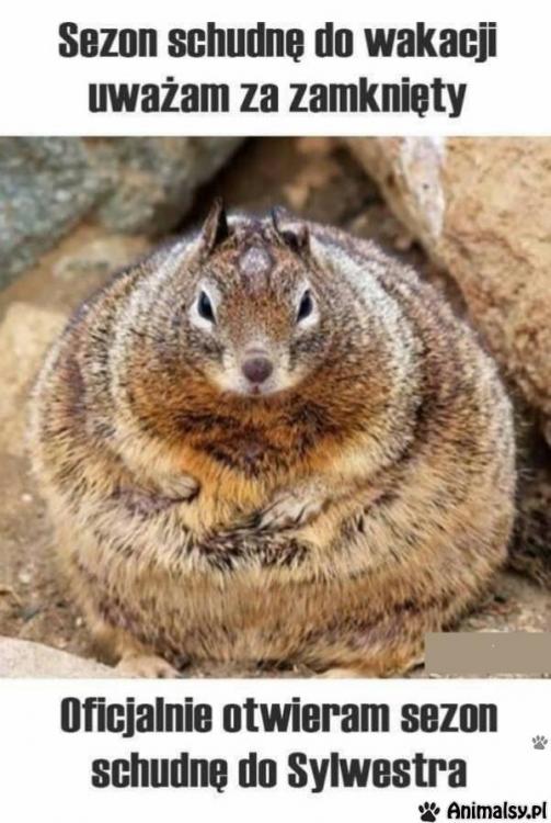 memy - schudnę - e9bea7d095f70c7991f6a7eab4b00c741859.jpg