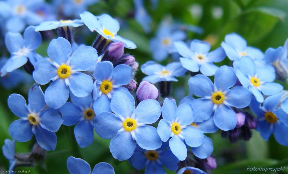 niezapominajki.jpg