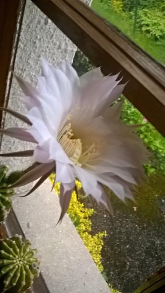 WP_20190520_19_50_45_Pro (2).jpg