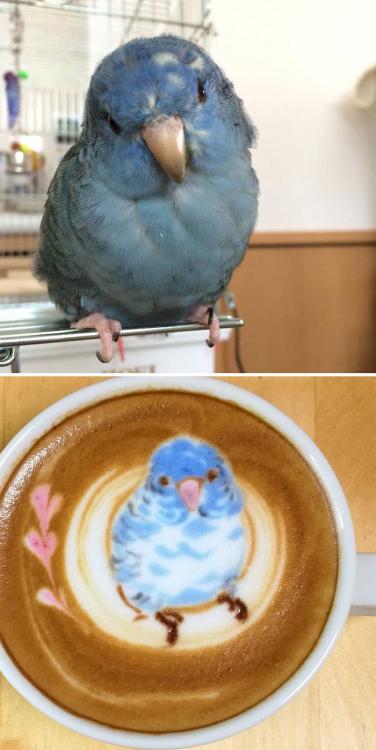 Japanese-uses-his-passion-for-birds-and-creates-incredible-designs-in-coffee-5cece11e821b8__700.thumb.jpg.a2ff4f639fb6bb1d046e0dbaf31b49b2.jpg