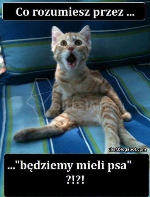 bedziemy mieli psa.jpg