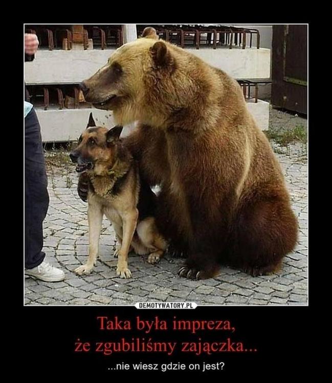 zgubili zajaczka.jpg