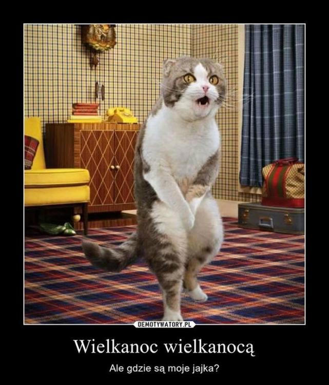 gdzie sa moje jajka.jpg