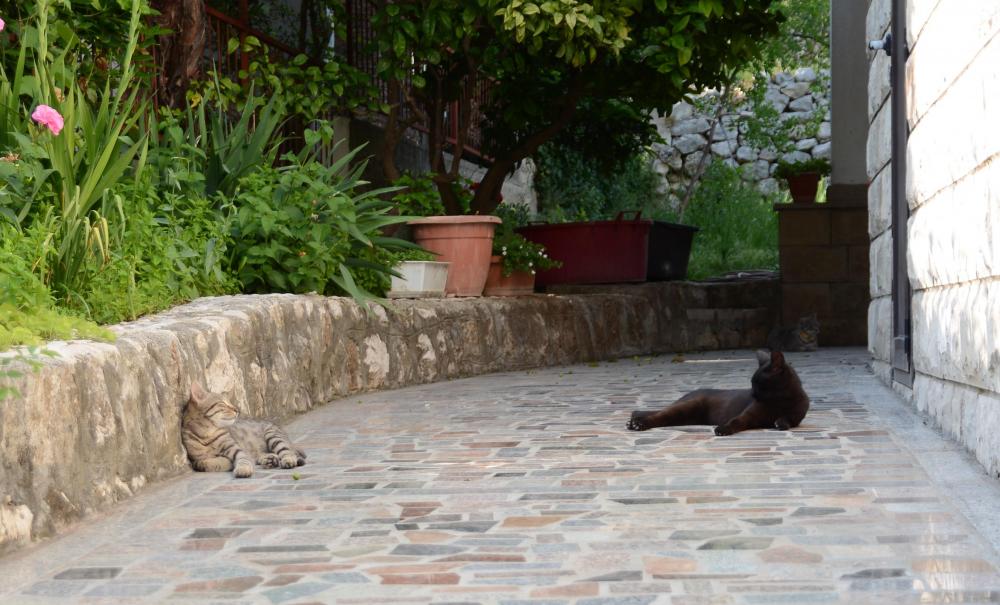 sjesta i czuwanie.jpg