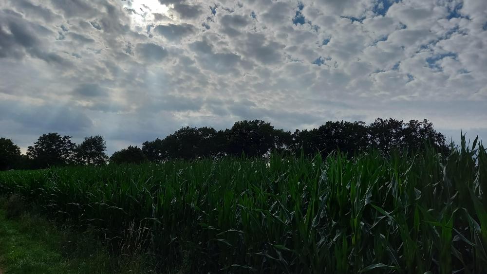20210715_181330.jpg