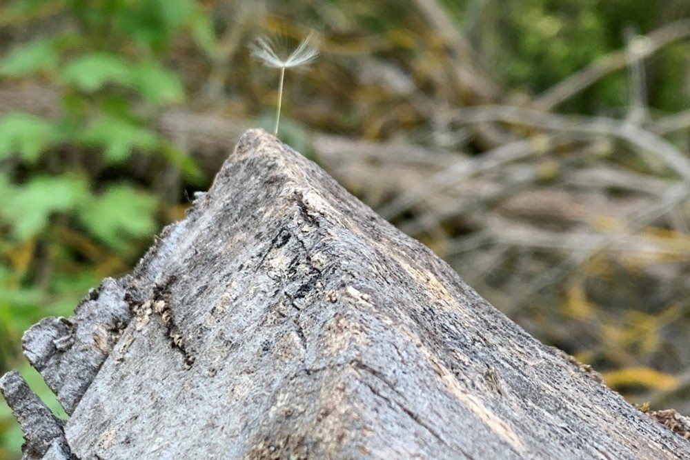 bokeh.jpg