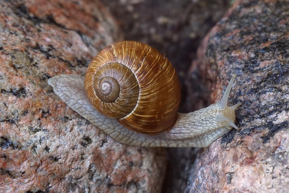 snail-5395186.jpg
