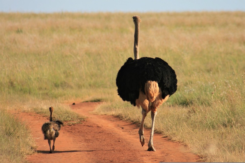 ostrich-4828594.jpg