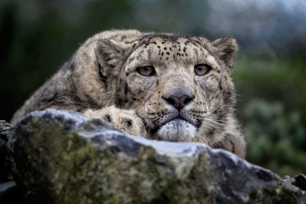 snow-leopard-7754019.jpg