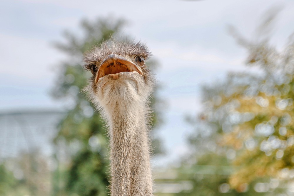 ostrich-6084784.jpg