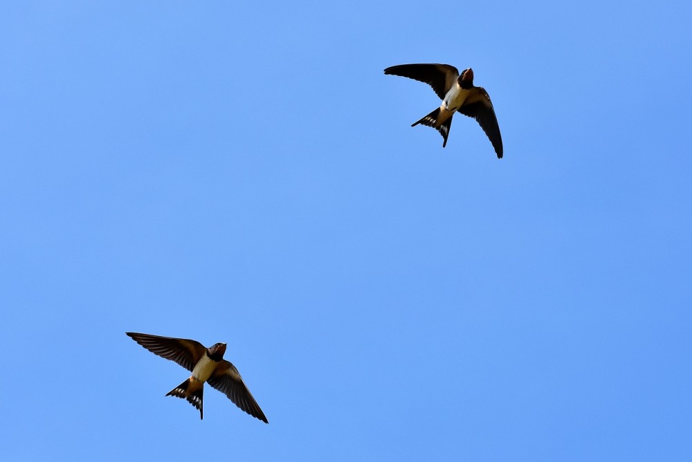 swallows-3850033.thumb.jpg.57f7b8f6481ab92d2bf938f9656ad64d.jpg