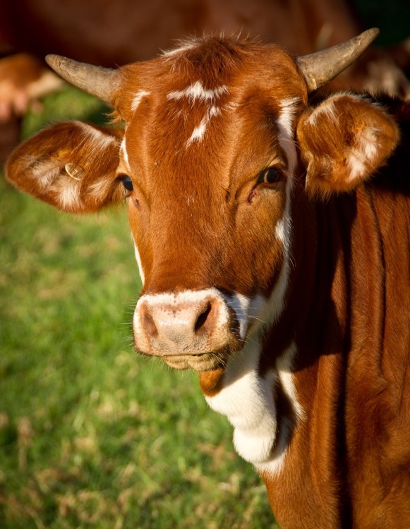 cow-425164.jpg