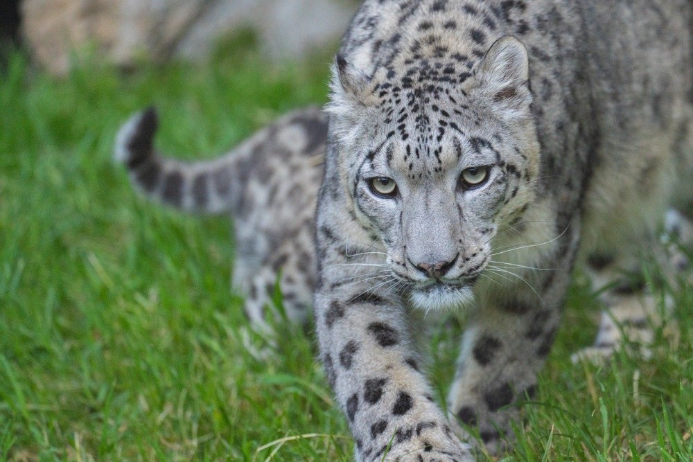 snow-leopard-8039204.thumb.jpg.87784eea50207f56a8651ce4f89a83ce.jpg