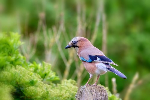 bird-8007868.thumb.jpg.2a431c15fc283e3267ab41f79b3ad745.jpg
